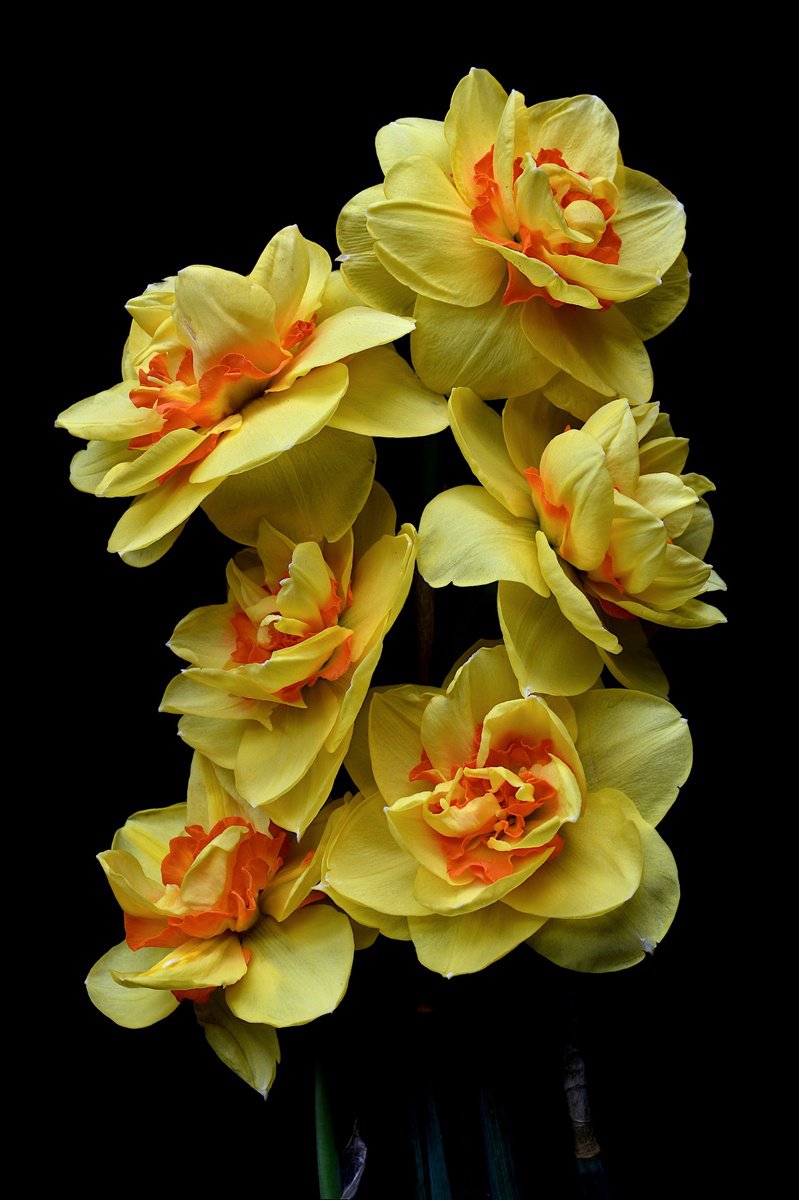 Double Daffodils by Nadia Culph