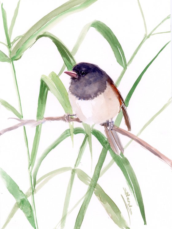 Dark Eyed Junco