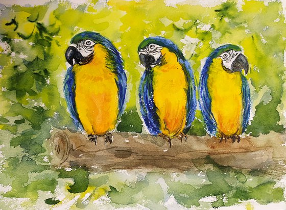 Three Blue and Gold macaw birds on a tree