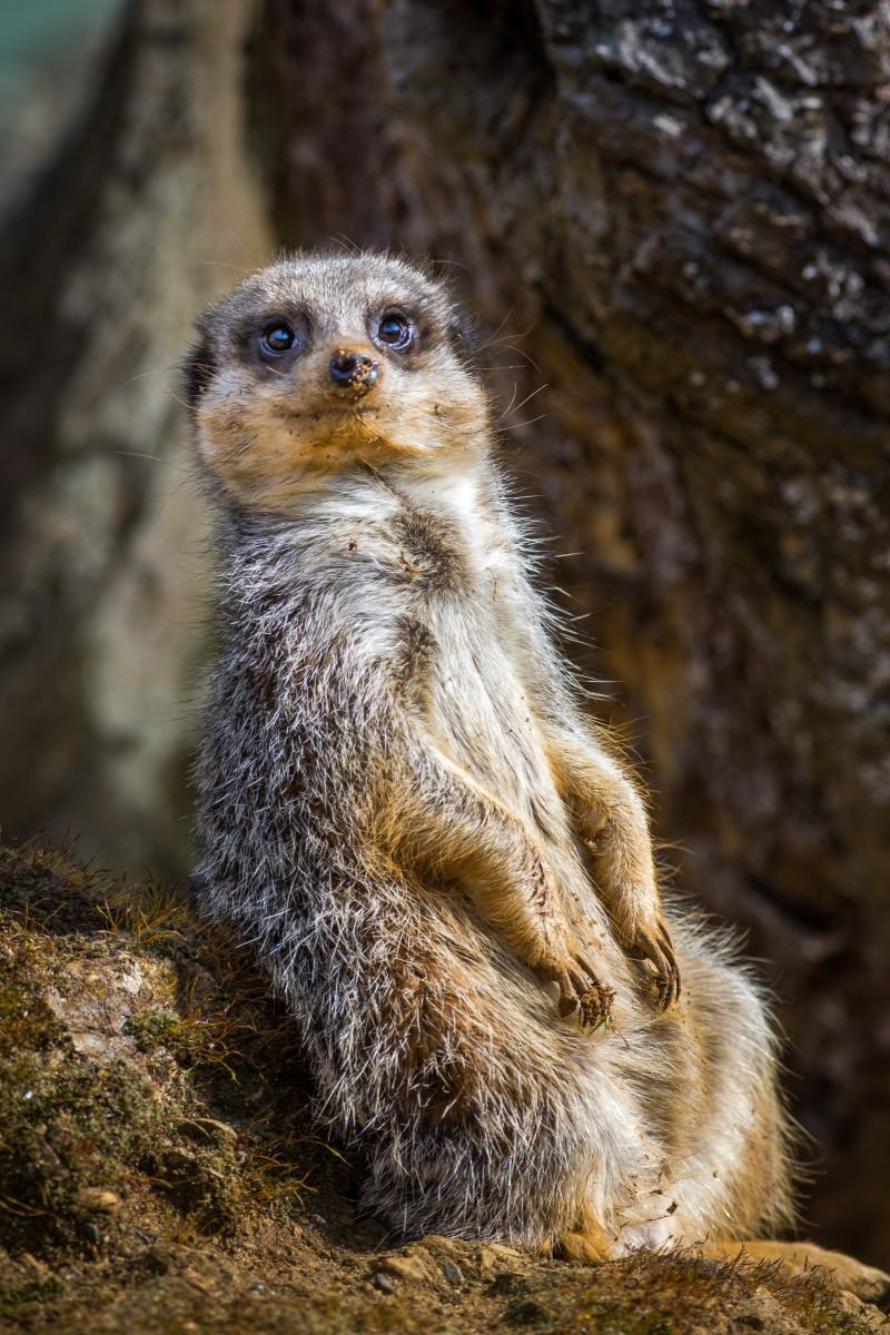 Meerkat I by Kevin Standage