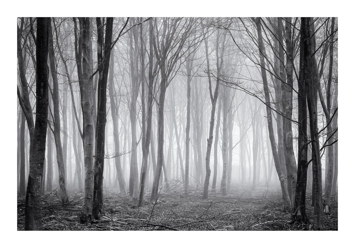 New Forest 0413 by David Baker