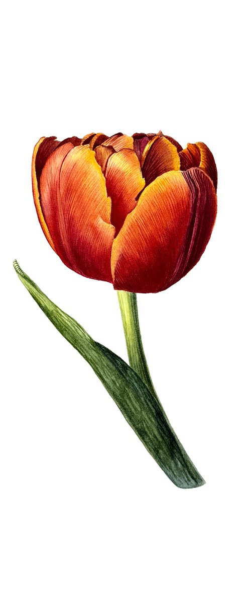 Red Tulip Study III by Yuliia Prokopchuk