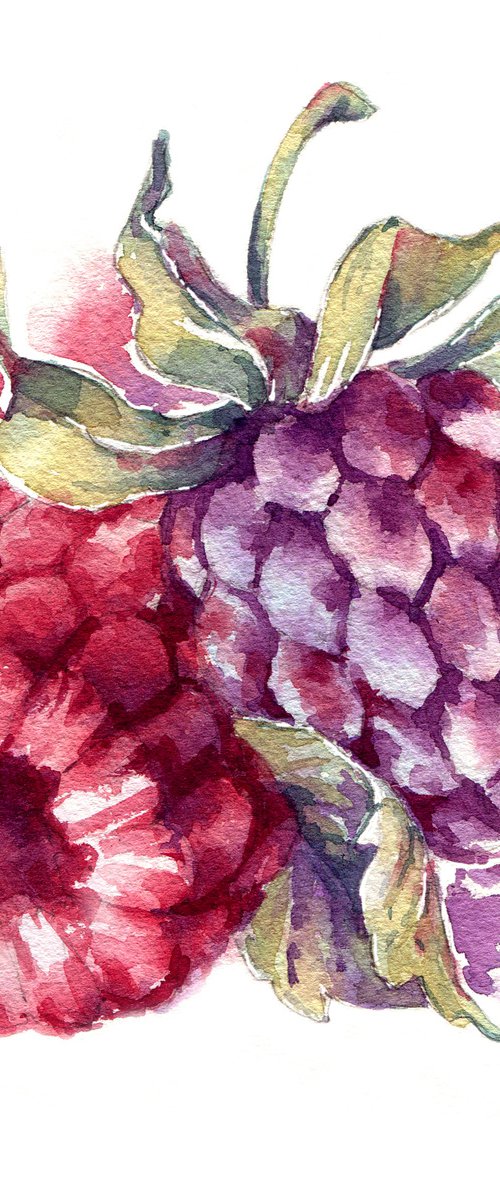 "Raspberries and blackberries" from the series of watercolor illustrations "Berries" by Ksenia Selianko