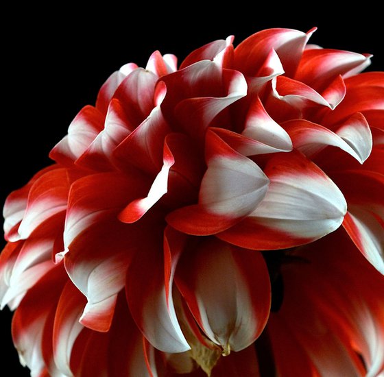 Dahlia Checkers