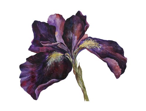 Purple Iris by Veda  West