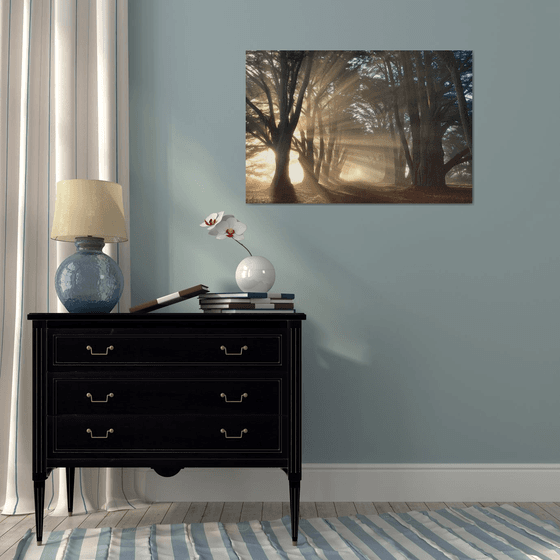 Cypress Tree Sunrise