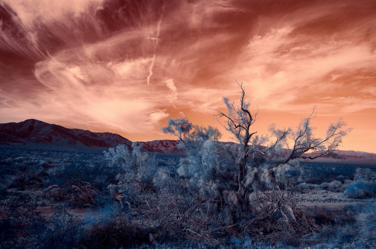 Mojave Winter Morning by Mark Hannah