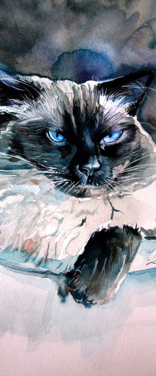 Angry himalayan cat by Kovács Anna Brigitta