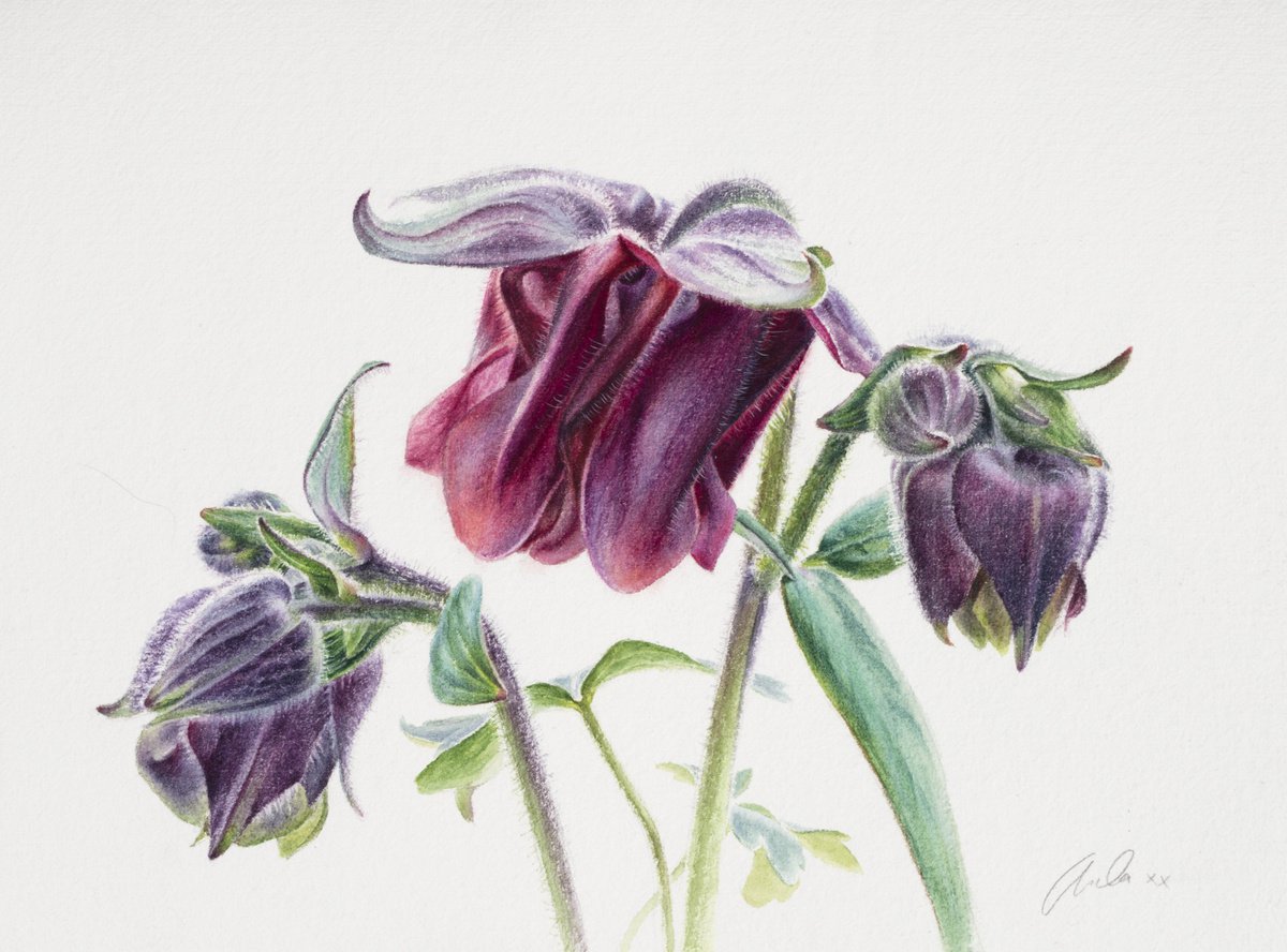 Aquilegia by Lida Duchnewitsch