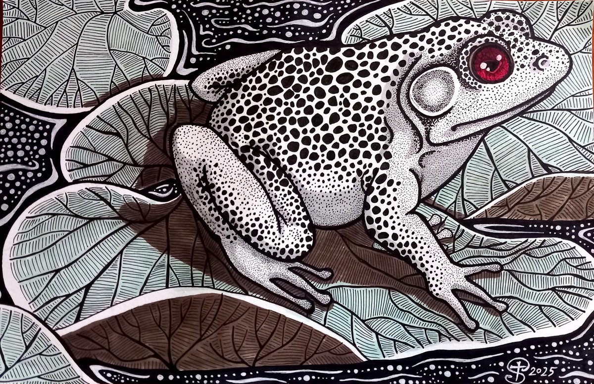 Graphic Ink Drawing , Ribbit By Terri Smith, 16 X 12, Artwork For Sale On Artfinder