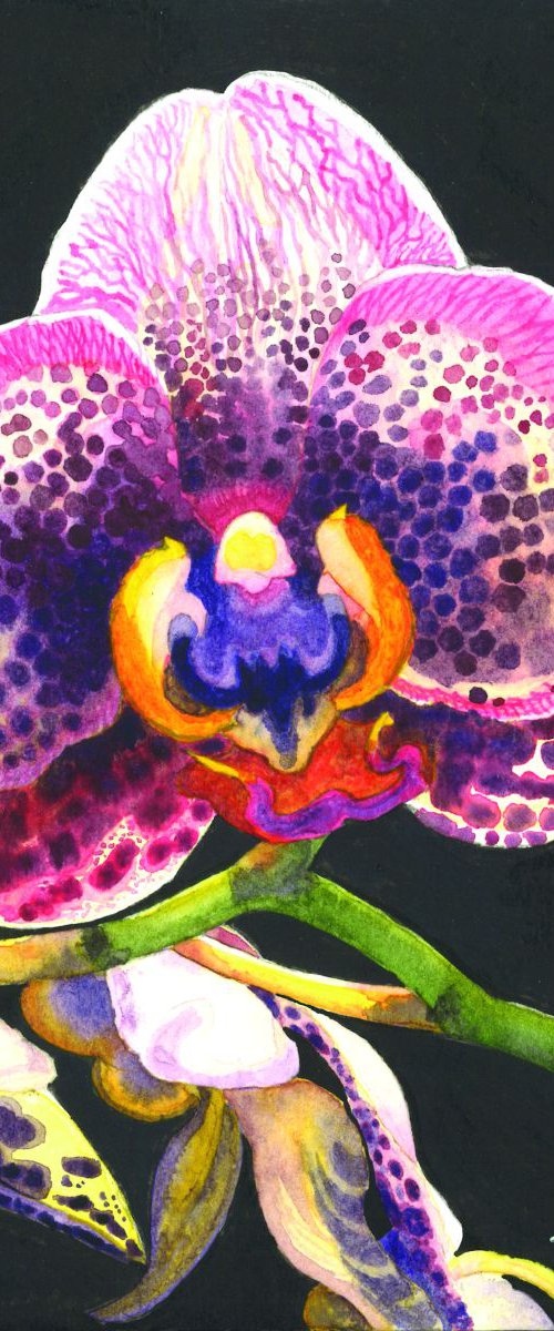 Orchid by Francesca Learmount at Cicca-Art