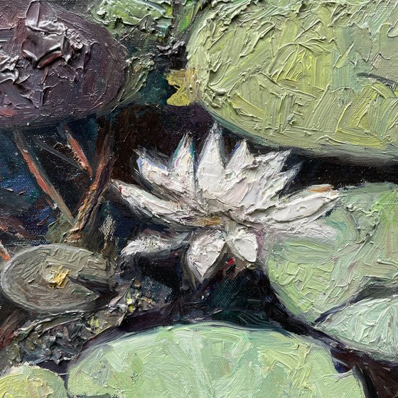 Water Lilies in Still Light