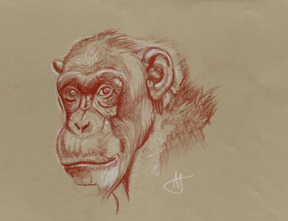 Monkey chimp pastel drawing