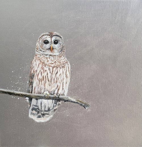 Tawny Owl ~ on silver by Laure Bury