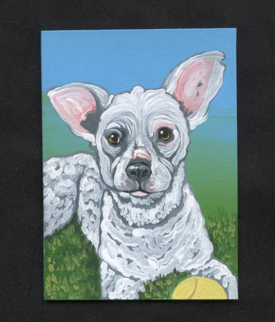 ACEO ATC Original Painting White Poodle Mix Dog Art-Carla Smale