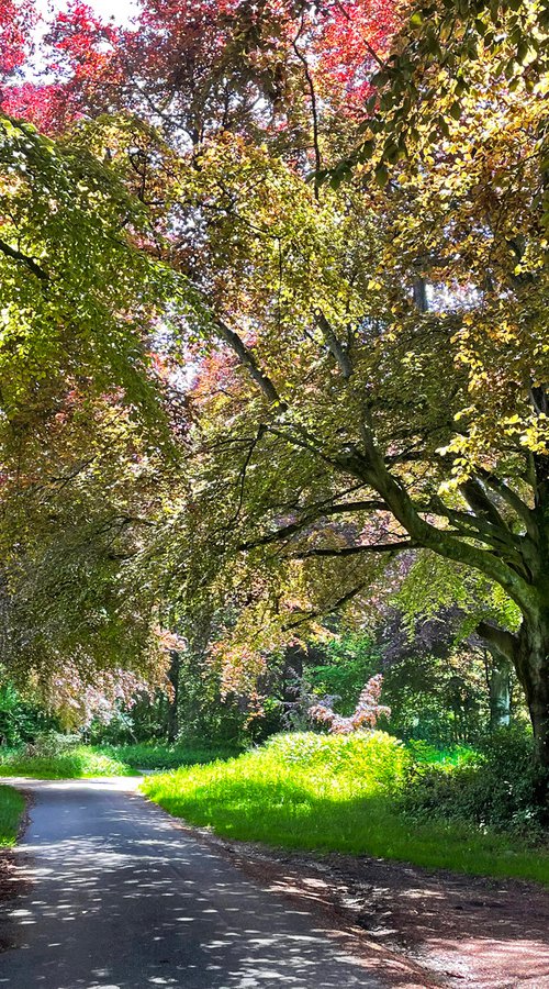 Romantic Country Lane in Springtime by Alex Cassels