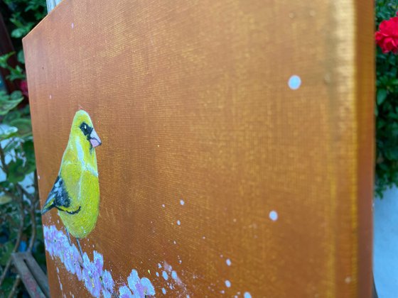 Greenfinch on cherry blossom