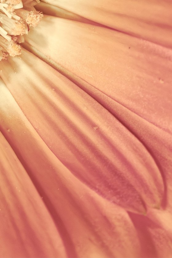 Beauty in the Piece of Beauty