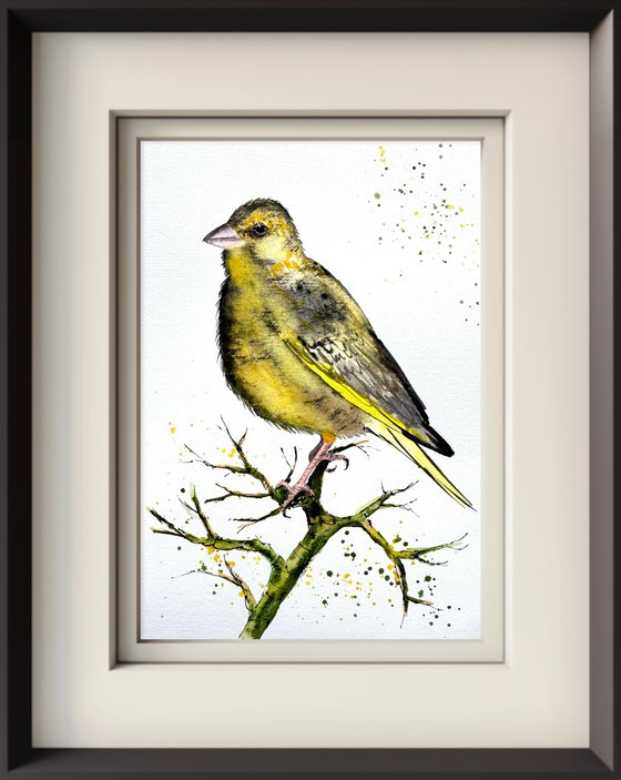 European Greenfinch. Verdone