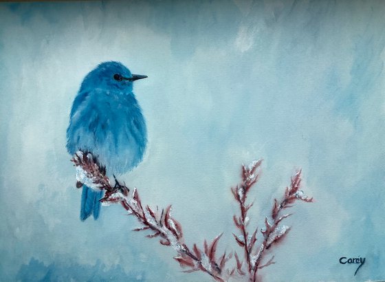 Mountain Bluebird