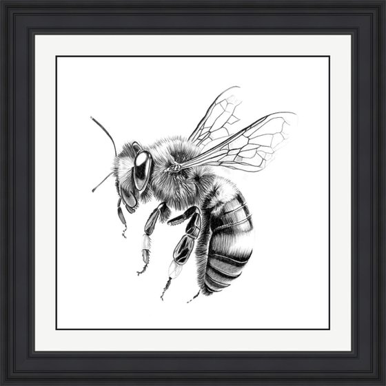 Bee in Pencil