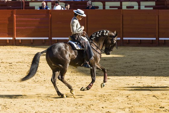 SPANISH HORSEMAN