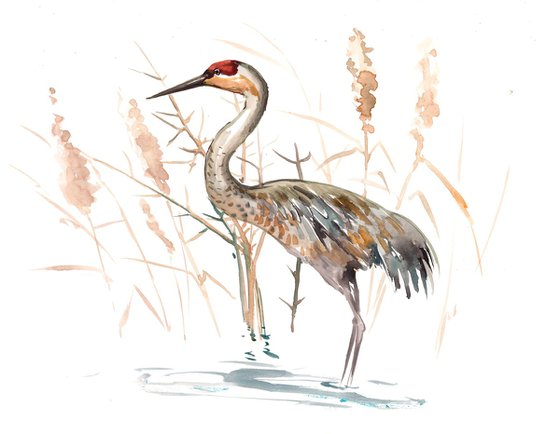 Sandhill Crane