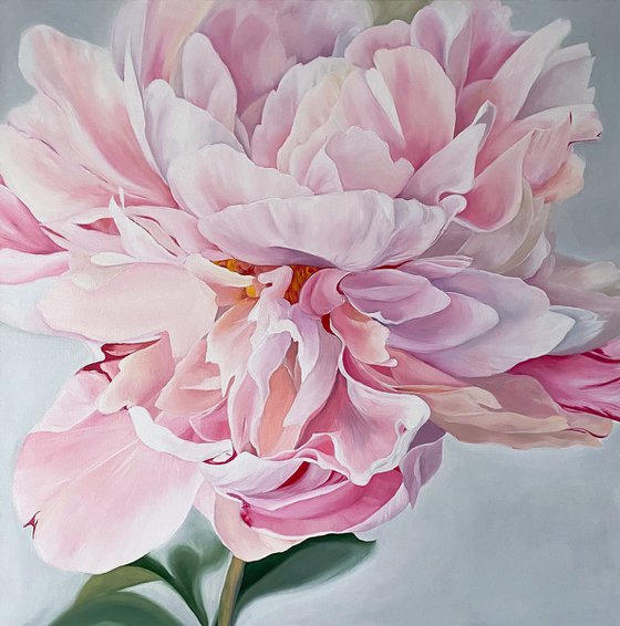 Pink Peony