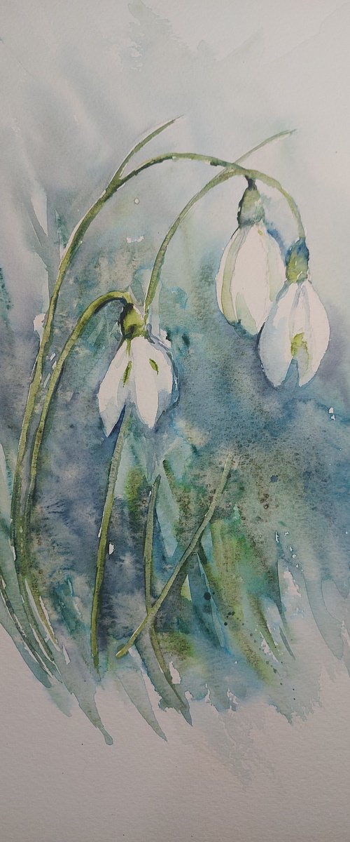 Snowdrops watercolour by Sue  Green