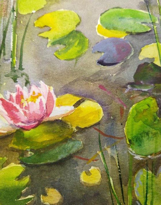 Pond with water Lilies