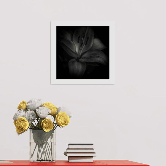 Lily Blooms Number 5 - 12x12 inch Fine Art Photography Limited Edition #1/25