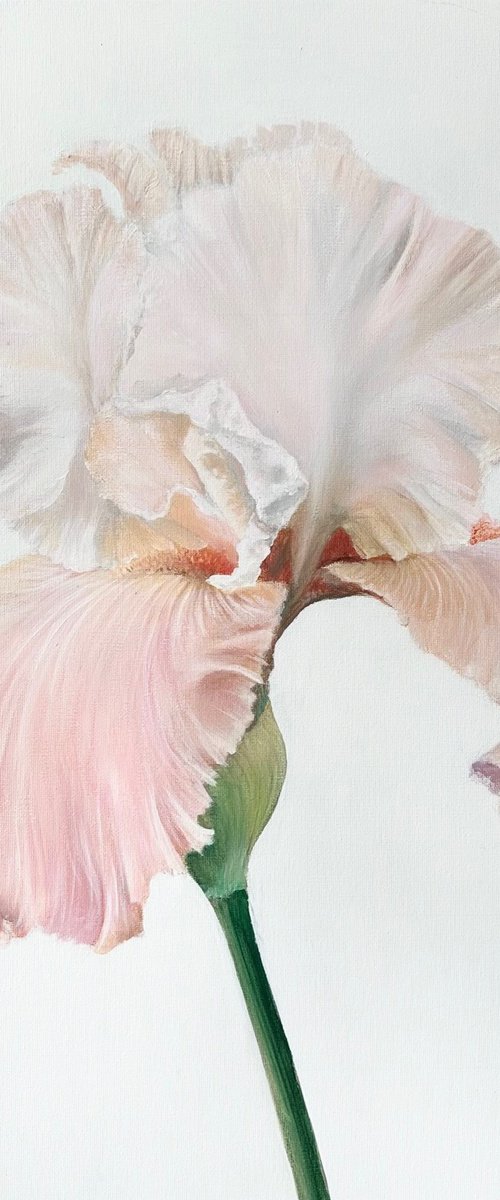 Delicacy by Jill Aspin