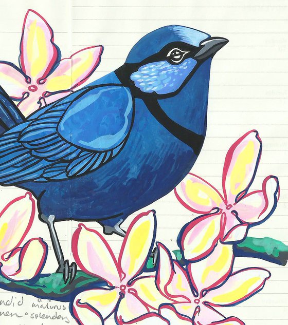 Birds of Australia: Splendid Fairywren and Clematis