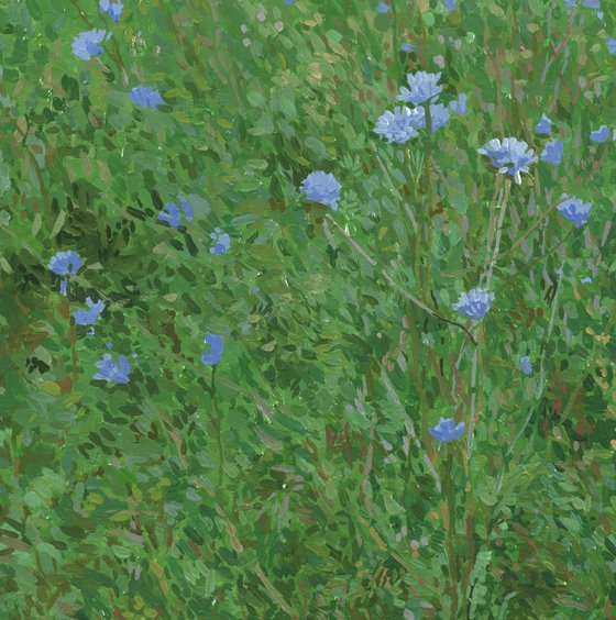 Chicory. Wildflowers