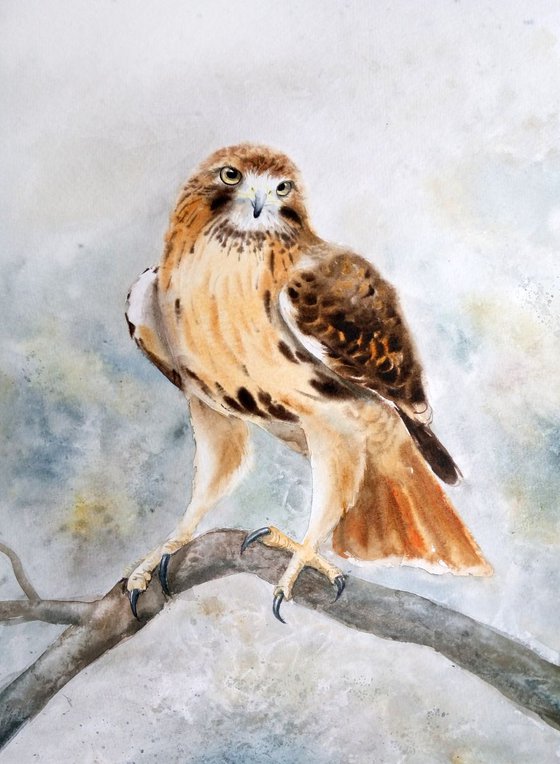 Red Tailed Hawk Watercolor painting - bird art - birds of prey