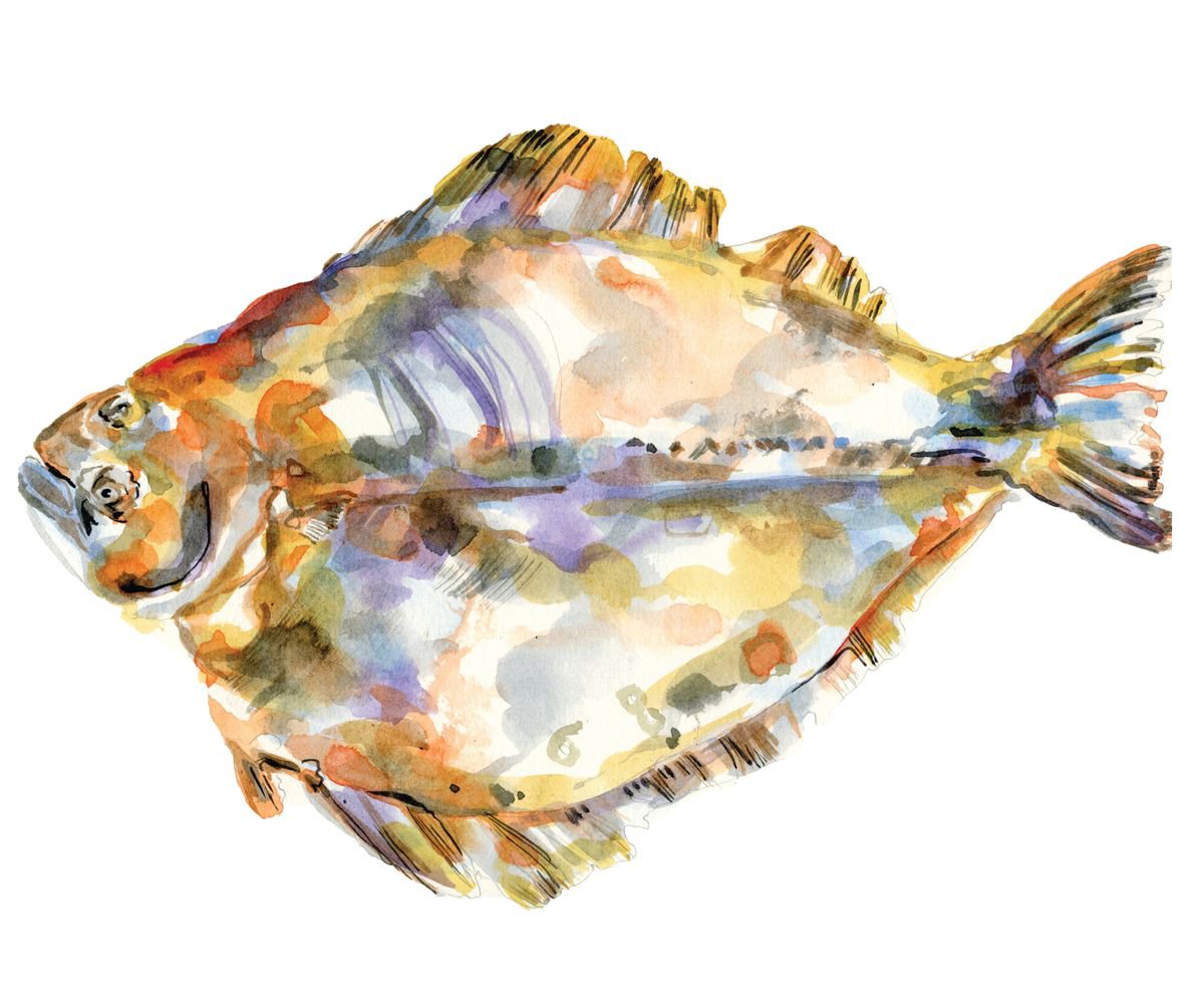 Halibut fish by Hannah Clark