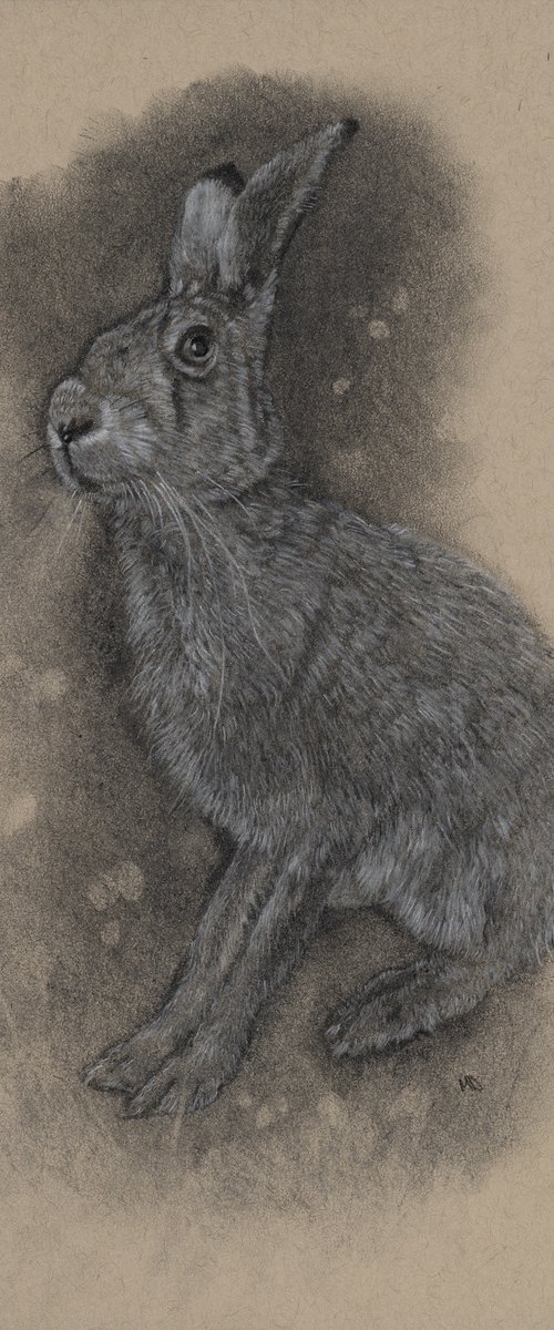 Study of a Hare by Mal Daisley