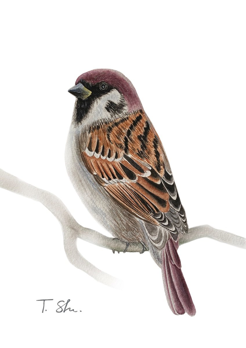 Sparrow bird by Tina Shyfruk