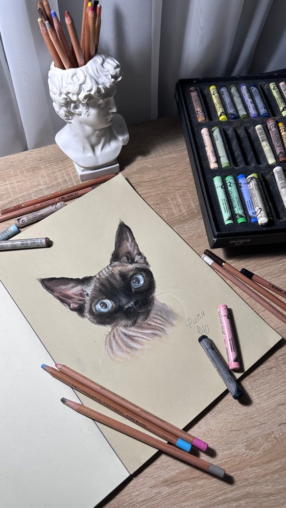 Portrait of sphynx with "Penetrating glance"