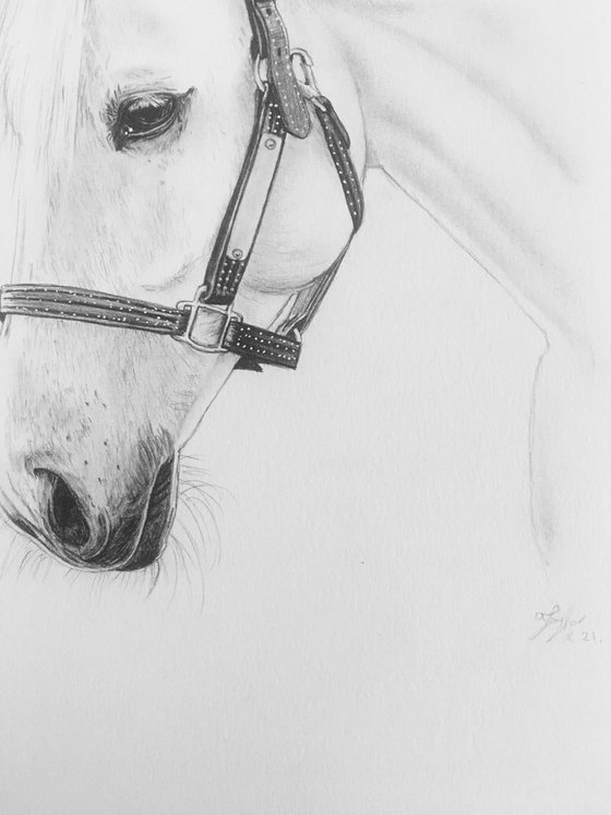 White Horse Portrait