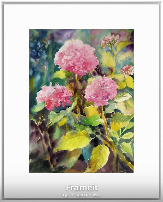 Pink Hydrangeas flowers