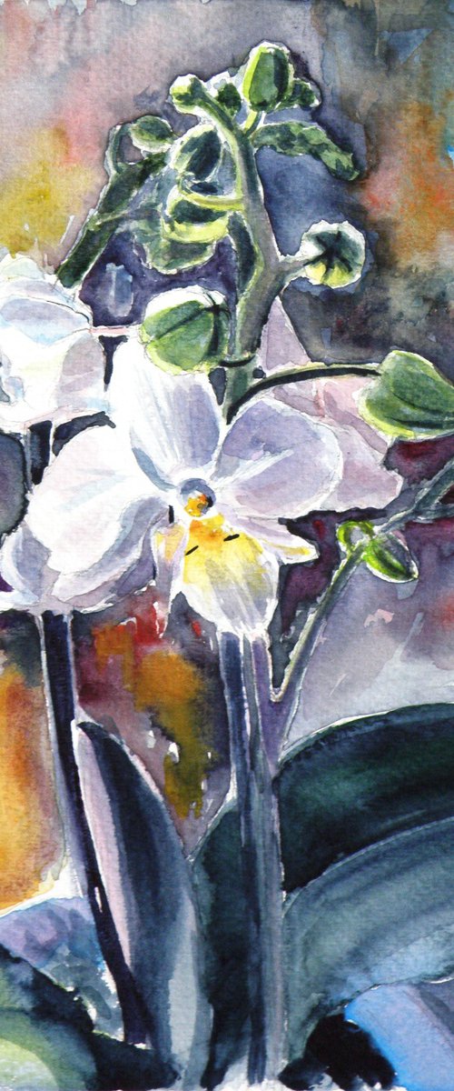 Orchid flower by Kovács Anna Brigitta