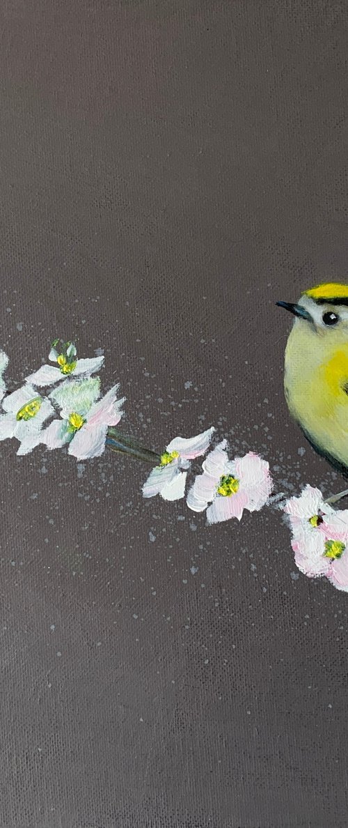 GoldCrest On Cherry Blossom by Laure Bury