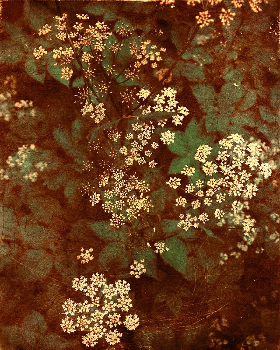 Gypsophila by Nadia Attura