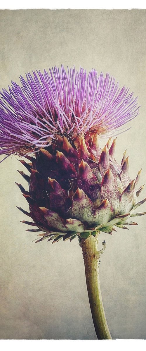 ARTICHOKE FLOWER by SARAH PARSONS