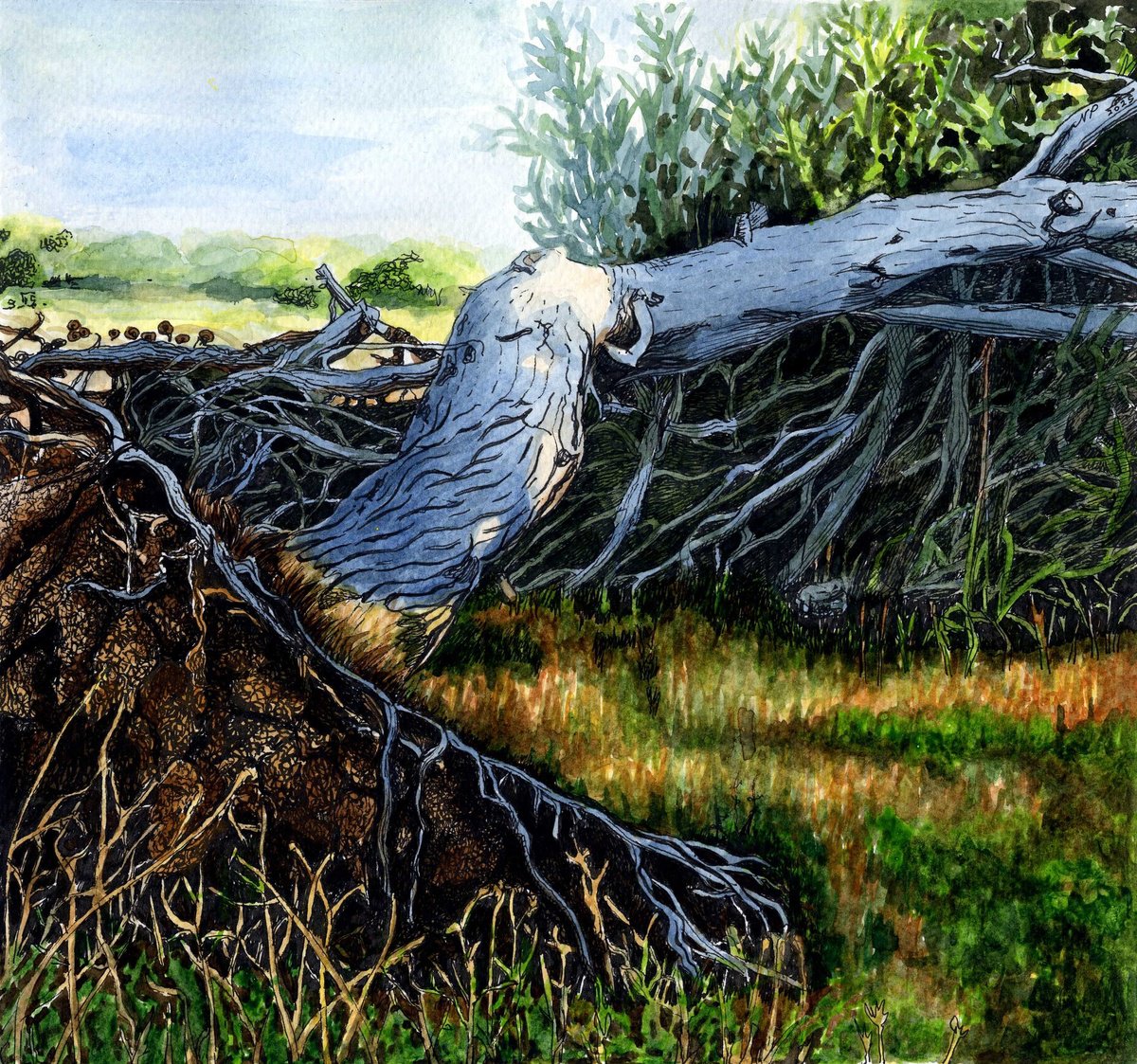 Impressionistic Botanical Watercolour By Nives Palmic, 10 X 9", Uprooted Tree, Original Artwork