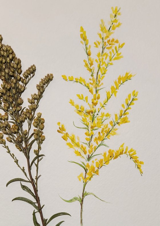 Field Goldenrod