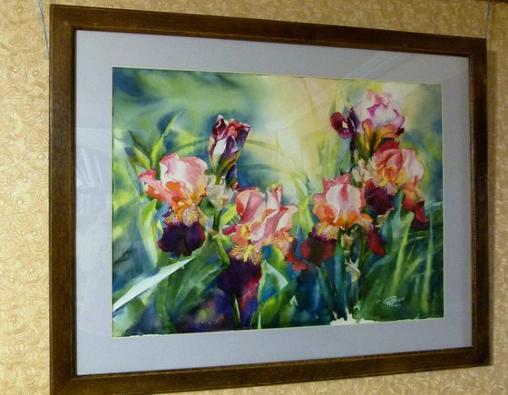 Pink irises#3