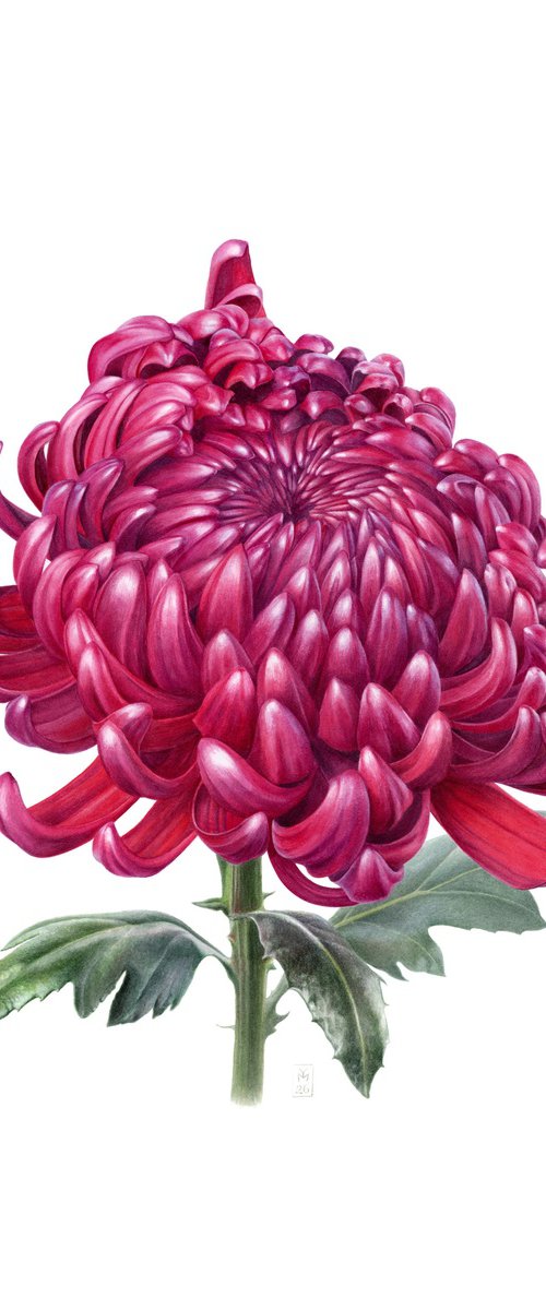 Chrysanthemum by Yuliia Moiseieva