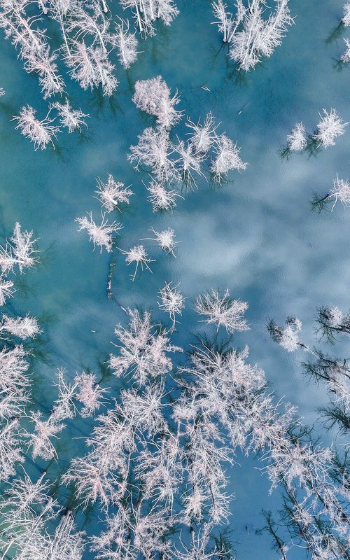The Drowned Forest by Basel Almisshal